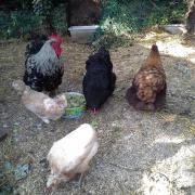 Coq et poules Orpis avec Padoue et Araucana