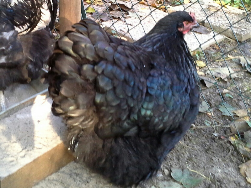 Zoé, poule Orpington noire à 9 mois