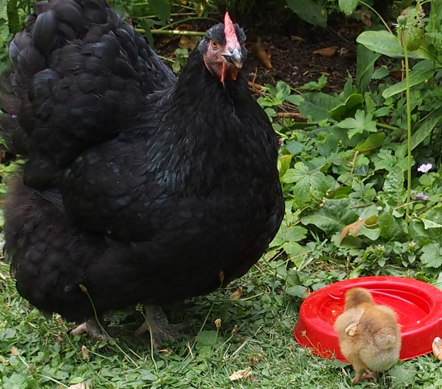 Mère poule-Zoé- Poule Orpington noire et son poussin Ofaln
