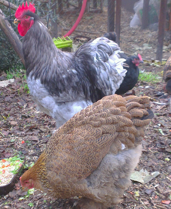 Rouquinette et Patty, poule et coq Cochins