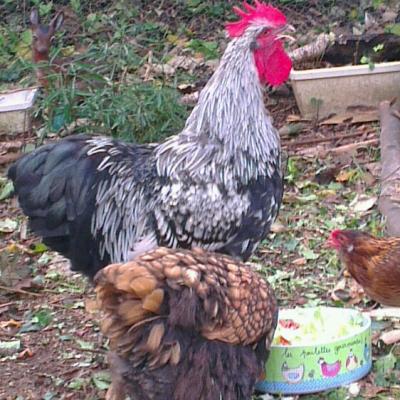 Graciane en retraite avec ses poules : graciane.e-monsite.com