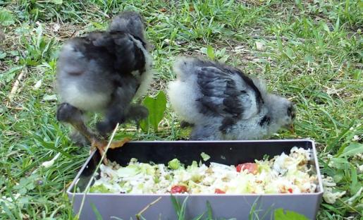 01072015 le petit plat du coq