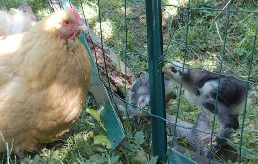 01072015 poule et poussins derriere le grillage 1