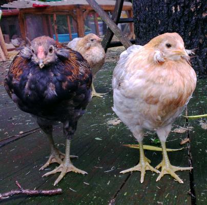 03062016 coquelet et poulettes araucana de 2 mois souche elsanor 1
