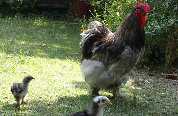 03072015 patty coq cochin bleu garde d enfants