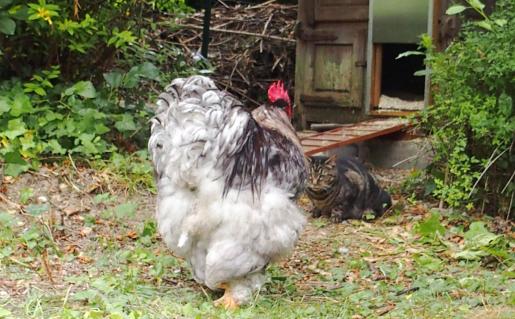 03072015 patty coq cochin et chatte satzuki 1