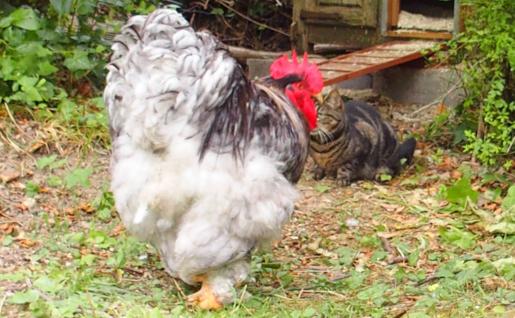 03072015 patty coq cochin et chatte satzuki 2
