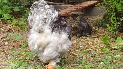 03072015 patty coq cochin face a la chatte 1