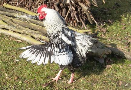 04022015 atos battant des ailes