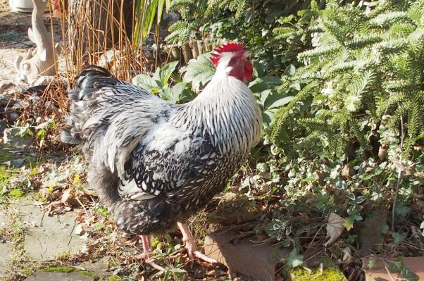 04022015 atos vient boire dans petit bassin