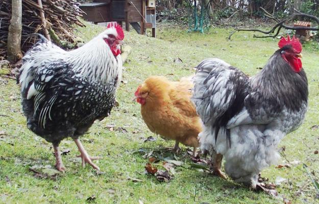 04022015 jeunes coqs encerclant orpis fauves