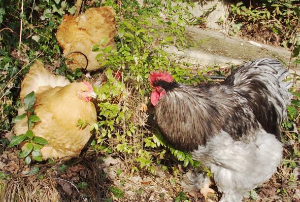 04022015 patty avec orpis fauves dans bordure