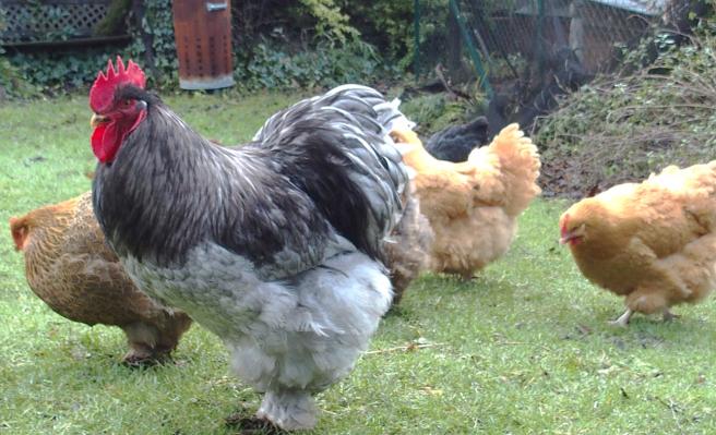 04022015 patty et jeunes poules