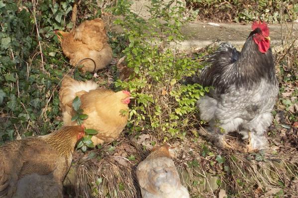 04022015 patty heureux avec orpis et chouppi