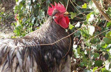 04022015 patty picore dans le noisetier