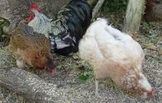 04062015 poules araucana aupres du coq orpington theo