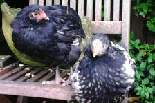 04062016 poulet et poulette orpington argente