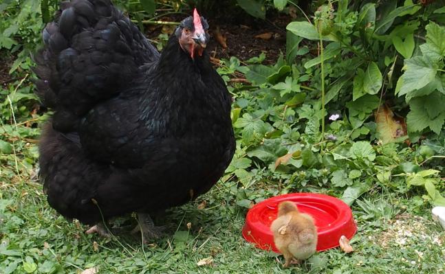 04072015 zoe poule orpington noire et son poussin ofaln