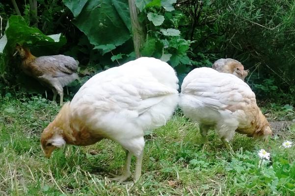 10062016 poulettes araucana qui picorent