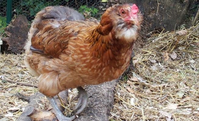 12072015 edith poule araucana dore brun 1