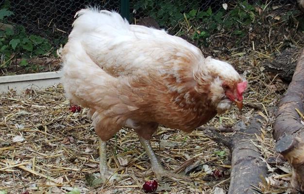 12072015 judith poule araucana et cerises 1