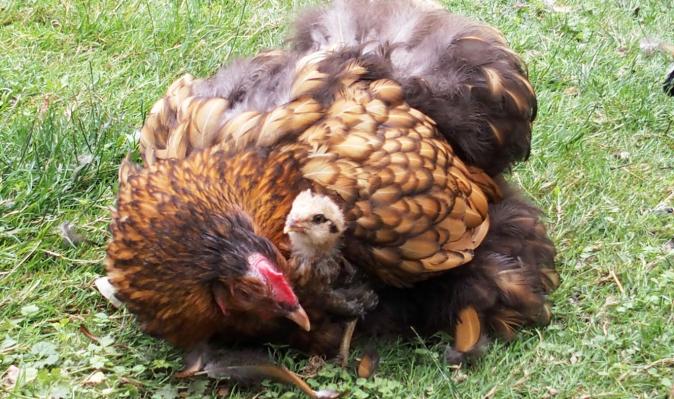 12072015 tac poussin araucana et sa mere poule 1