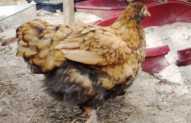 12102015 tipex poulette ofaln pres bacs a sable