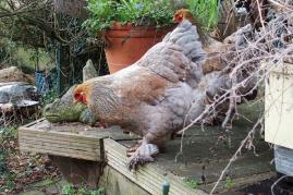 15032017 brahmas isodora et enora poules brahma sur la terrasse
