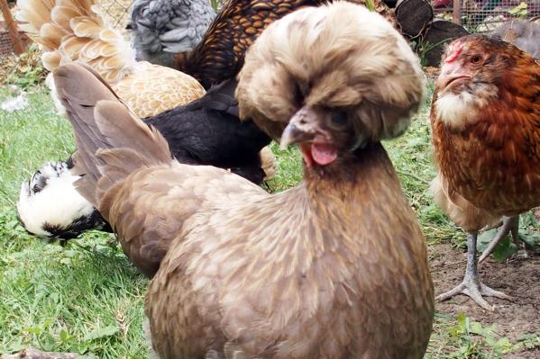 16072015 chocolat poule hollandaise a huppe blanche