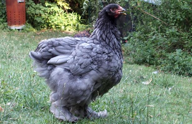 16072015 patachou poulette cochin bleu de 3 mois et demi