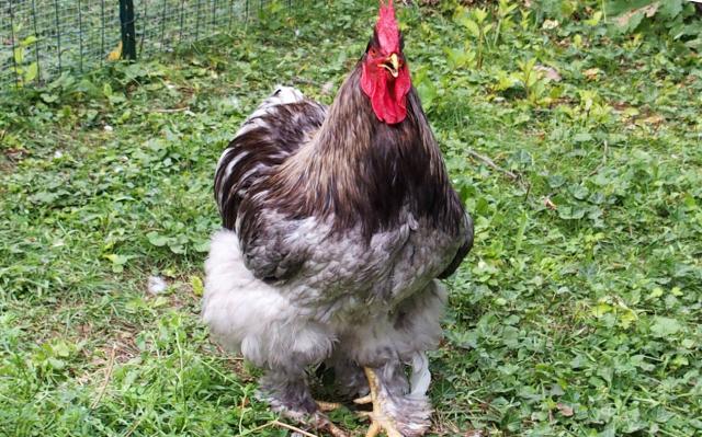 16072015 patty coq cochin bleu le bec ouvert