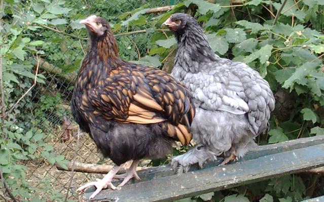 17072015 poulettes attentives