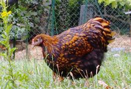 18082015 fannie poulette ofaln dans le jardin