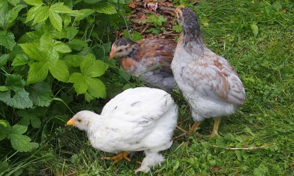 19052015 coquelets araucana et chouppa