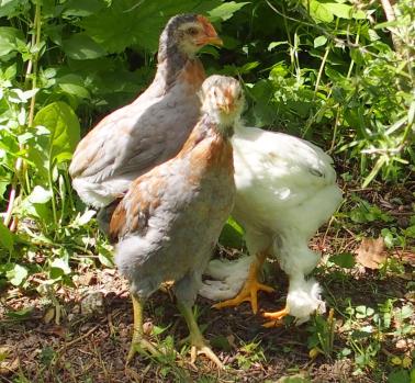 19052015 les poussins de zoe sous le romarin 1