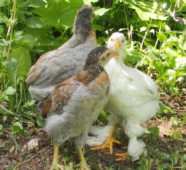 19052015 les poussins de zoe sous le romarin