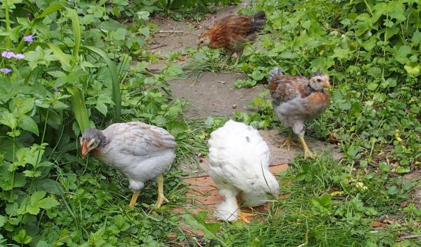 19052015 poussins araucana et chouppa dans le jardin