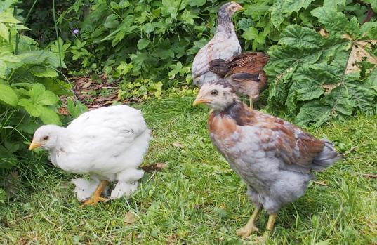 19052015 poussins araucana et chouppa