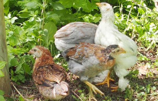 19052015 poussins araucana sous le romarin 1