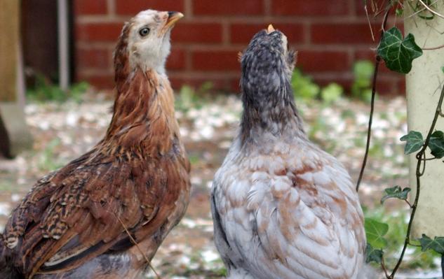 20052015 araucana cherchant insectes