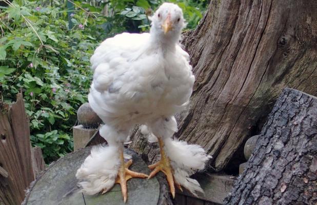 20052015 chouppa croisee avec des pattes jaunes et petits toupets