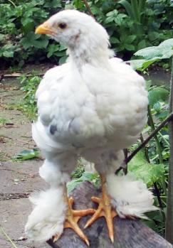 20052015 chouppa poule croisee perchee