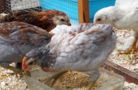 20052015 chouppa reste a distance du plat