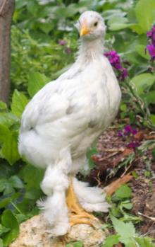 20052015 chouppa sur la bordure 1