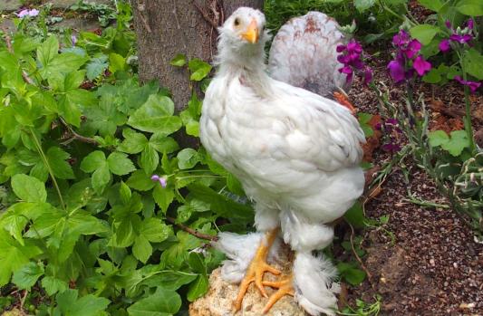 20052015 chouppa sur la bordure 4