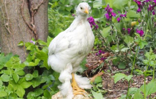 20052015 chouppa sur la bordure