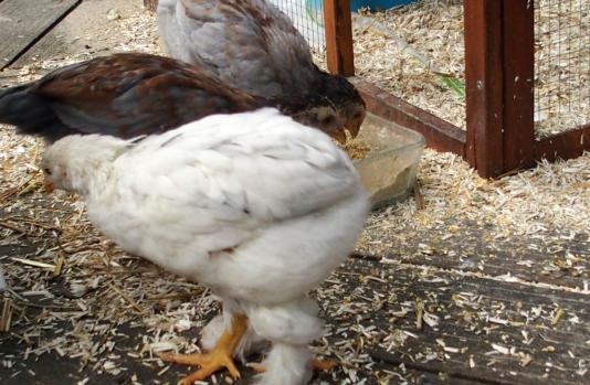 20052015 chouppa tourne autour du plat
