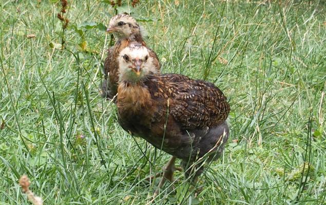 20072015 tac et tic poussins araucana 5eme semaine 1