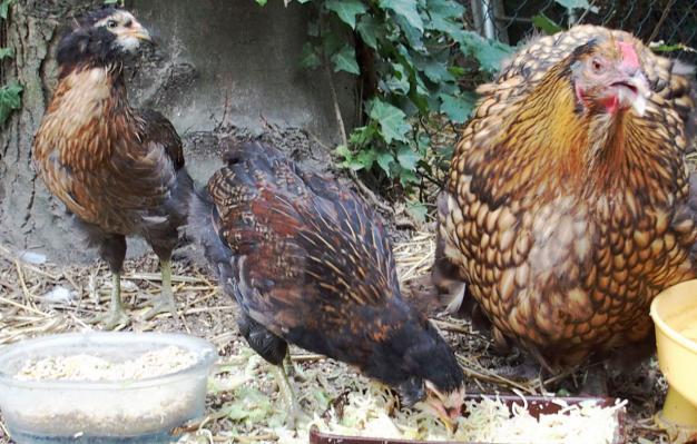 20082015 coqulelet et poulette araucana mangeant avec orpi