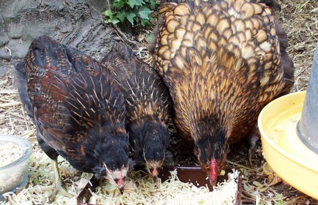 20082015 poulet et poulette araucana mangeant avec orpi